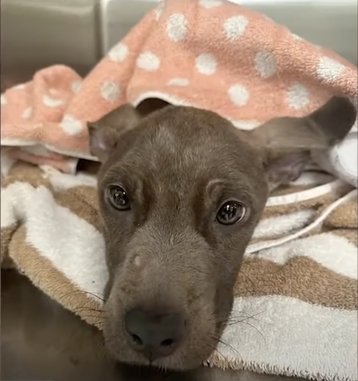 Justice for Banks: A Starved Puppy Died Alone—Now the Public Demands Accountability